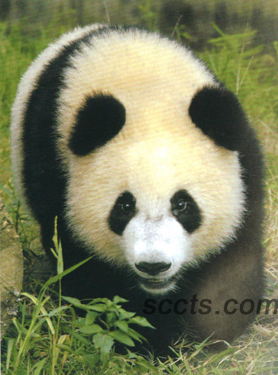 成都穩居“五一”十大熱門目的地之列